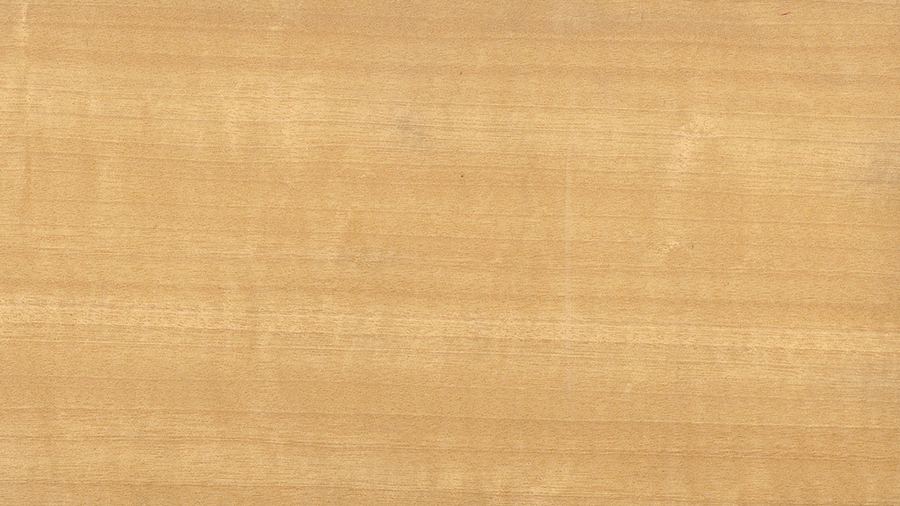 aniegré-aningeria_robusta