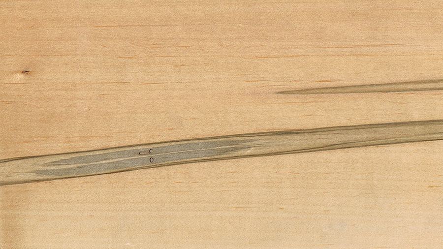 maples_worms-acer_saccharinum-worms