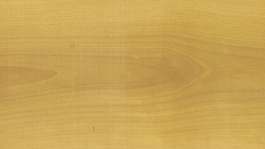marfin-balfaurodendron_riecianum