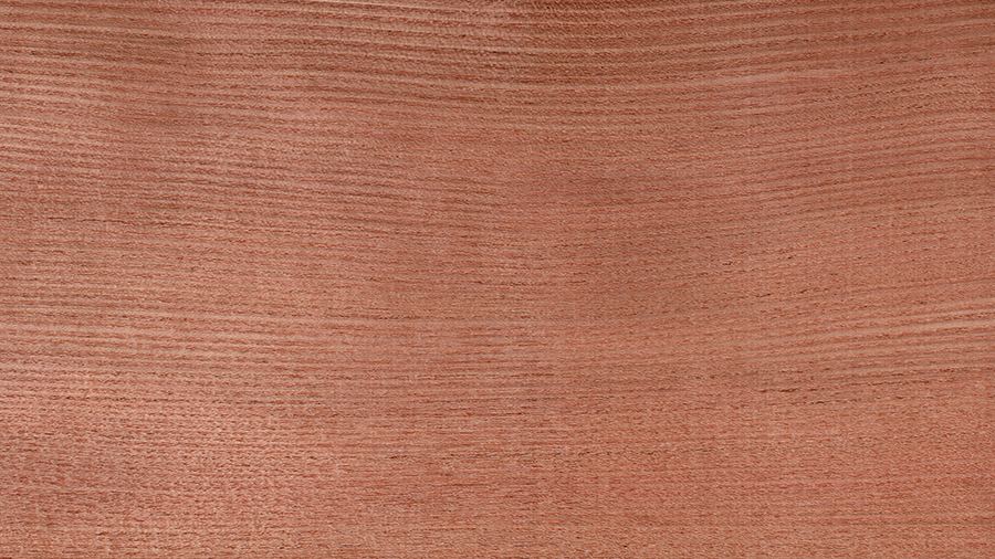 spinacristi-gleditsia_triacanthos