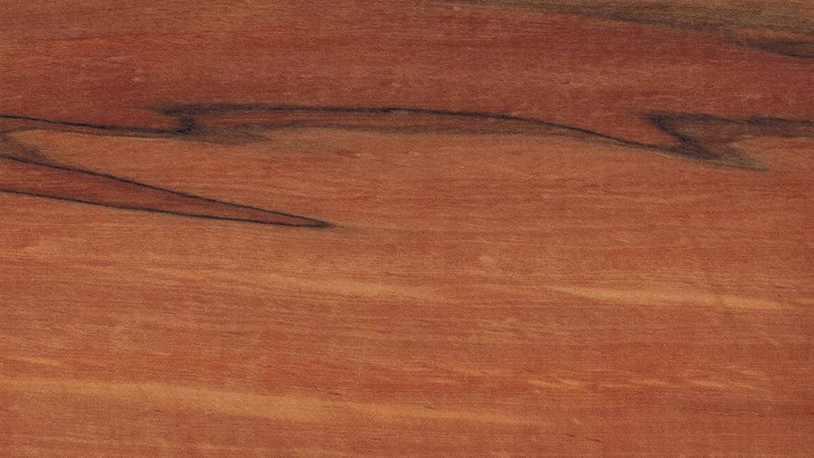 tineo-weinmannia_trichosperma